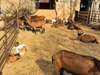 बकरी, Alpine goat — फ़ोटो 5