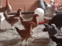 Chickens — fotografija 1
