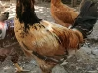 Chickens — zdjęcie 3