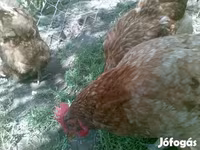 Danish hen — photo 8