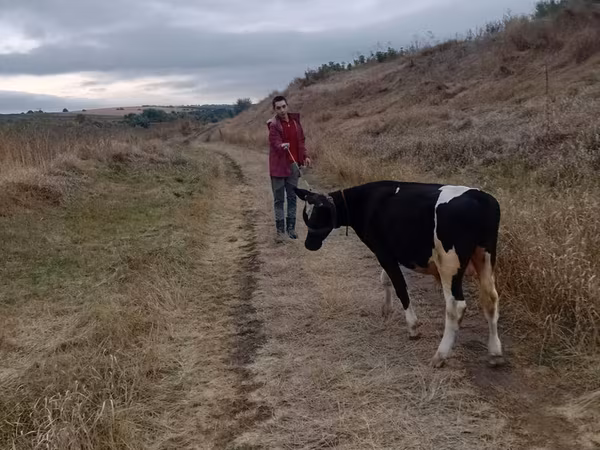 Bull, Russian Black pied cattle