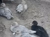 Ducks — photo 2