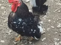 Chickens — fotografija 2