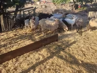 Ovelhas (lote, sexo não especificado), Dorper sheep — foto 2