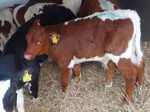 Buğa, Simmental cattle
