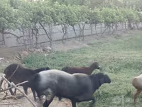 Qoç, Edilbay sheep — foto 6
