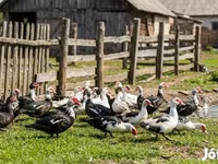 Ducks — foto 1
