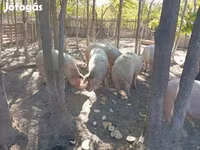 Schweine (Partie, Geschlecht nicht angegeben), Мангалица — Foto 2