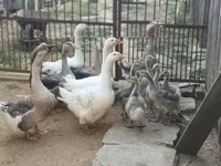 Geese — zdjęcie 2