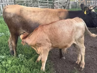 Bik, Simmental cattle — fotografija 3