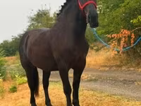 Égua, Cavalos — foto 1