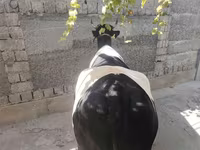 Корова, Russian Black pied cattle — фото 7