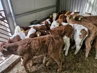 Goveda (partija, pol nije naveden), Simmental cattle — fotografija 2