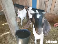 Ziegenbock, Boer goat — Foto 2