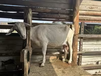 Goat, Alpine goat — photo 6