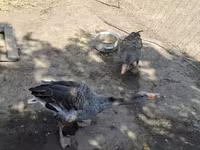 Geese — zdjęcie 3