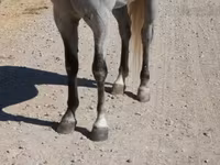 Pastuv, Tennessee Walking Horse — fotografija 6
