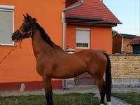 Cavalo, Dutch warmblood horse — foto 6