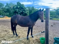 Caballo, Lipizzaner — foto 2