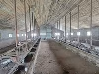 Krava, Bukovinski fabrički tip crveno-šarene ukrajinske krave — fotografija 7