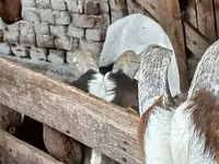 Cabro, Boer goat — foto 4