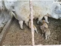 मादा सूअर, Мангалица — फ़ोटो 1
