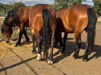 母马, Horses — 照片 1
