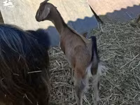 عنزة, Nubian Goat — الصورة 1