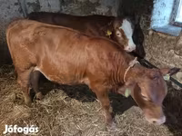 Bik, Simmental cattle — fotografija 3