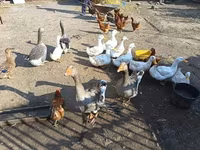 Ducks — foto 2