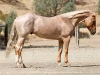 Horse (M), Quarter Horse — photo 1