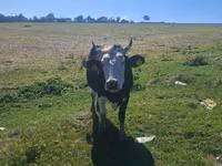Krowa, Russian Black pied cattle — zdjęcie 5