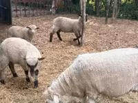 Owce (partia, płeć nieokreślona), Owce — zdjęcie 4