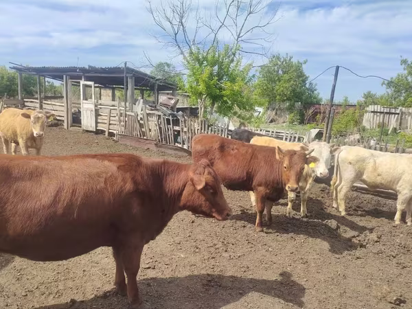 Bik, Latvian Blue cattle