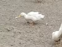 Nemački pekin — fotografija 6