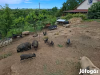 Boar, Вьетнамская вислобрюхая — photo 6