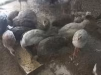 Guinea fowl — Foto 1