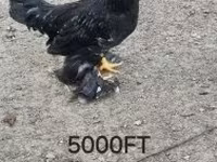 Chickens — फ़ोटो 4