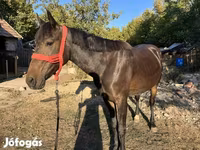 Kobila, Friesian — fotografija 1