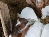 बकरा, Boer goat — फ़ोटो 3
