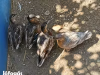 Ducks — الصورة 6