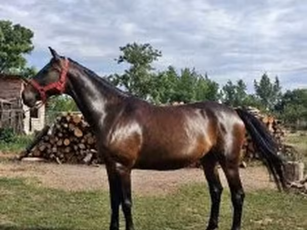 母马, Nonius horse