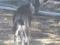 母山羊, Goats — 照片 3