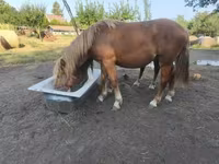Koń, Konie — zdjęcie 3