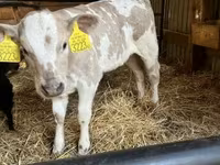 गाय, गोलस्टीन नस्ल — फ़ोटो 3