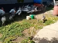 Turkeys — fotografija 3