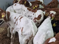 Bovinos (lote, sexo no especificado), Simmental cattle — foto 4