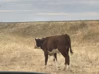 Byk, Simmental cattle — zdjęcie 3