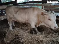 Bull, Cattle — photo 4
