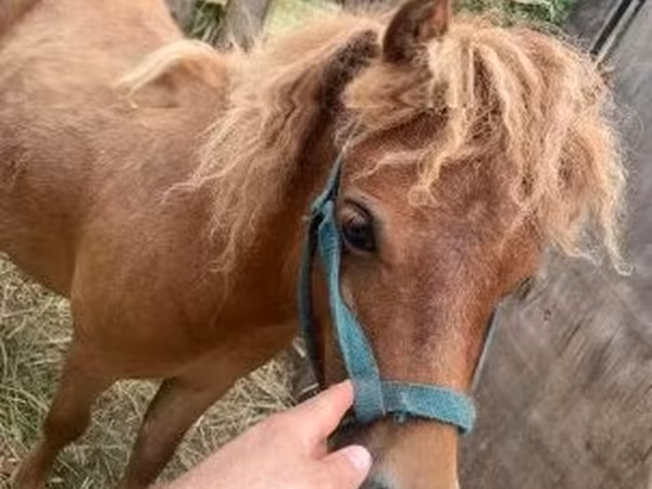 Koń, Shetland Pony — Węgry